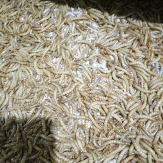 洛阳黄粉虫  面包虫

鲜活，虫沙，虫粪
饲料