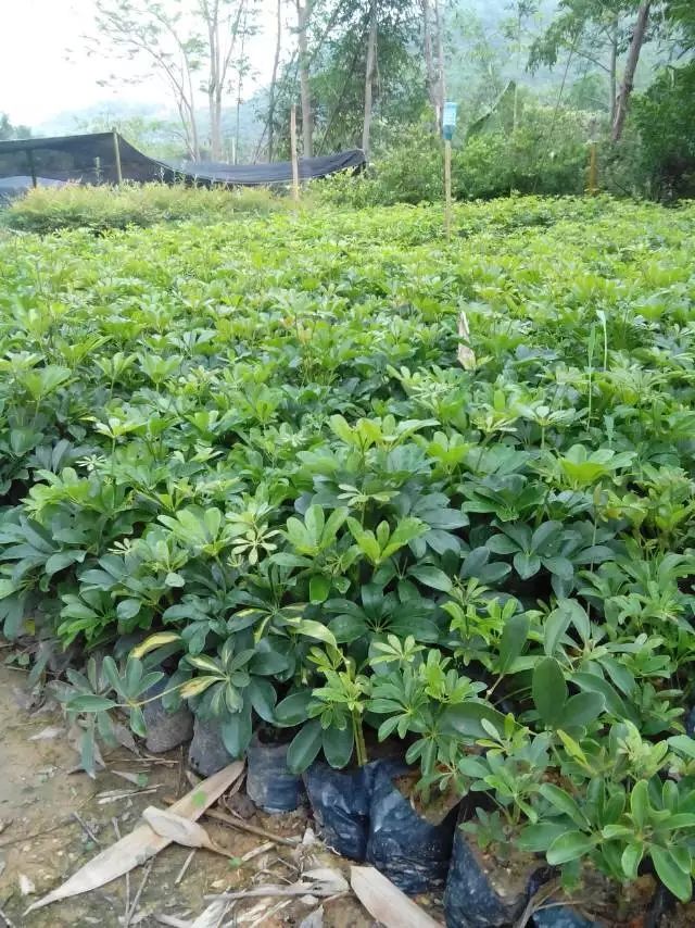 鸭脚木 袋苗 福建 基地 批发