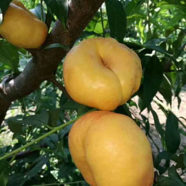 黄桃1号 55mm以上 4两以上