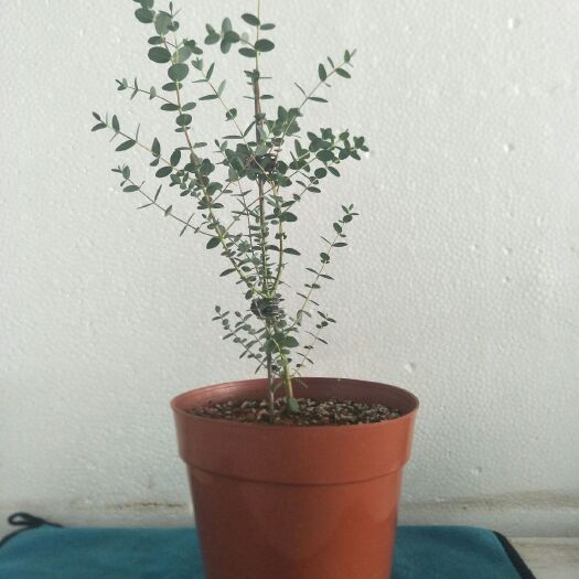昆明掌叶覆盆子苗