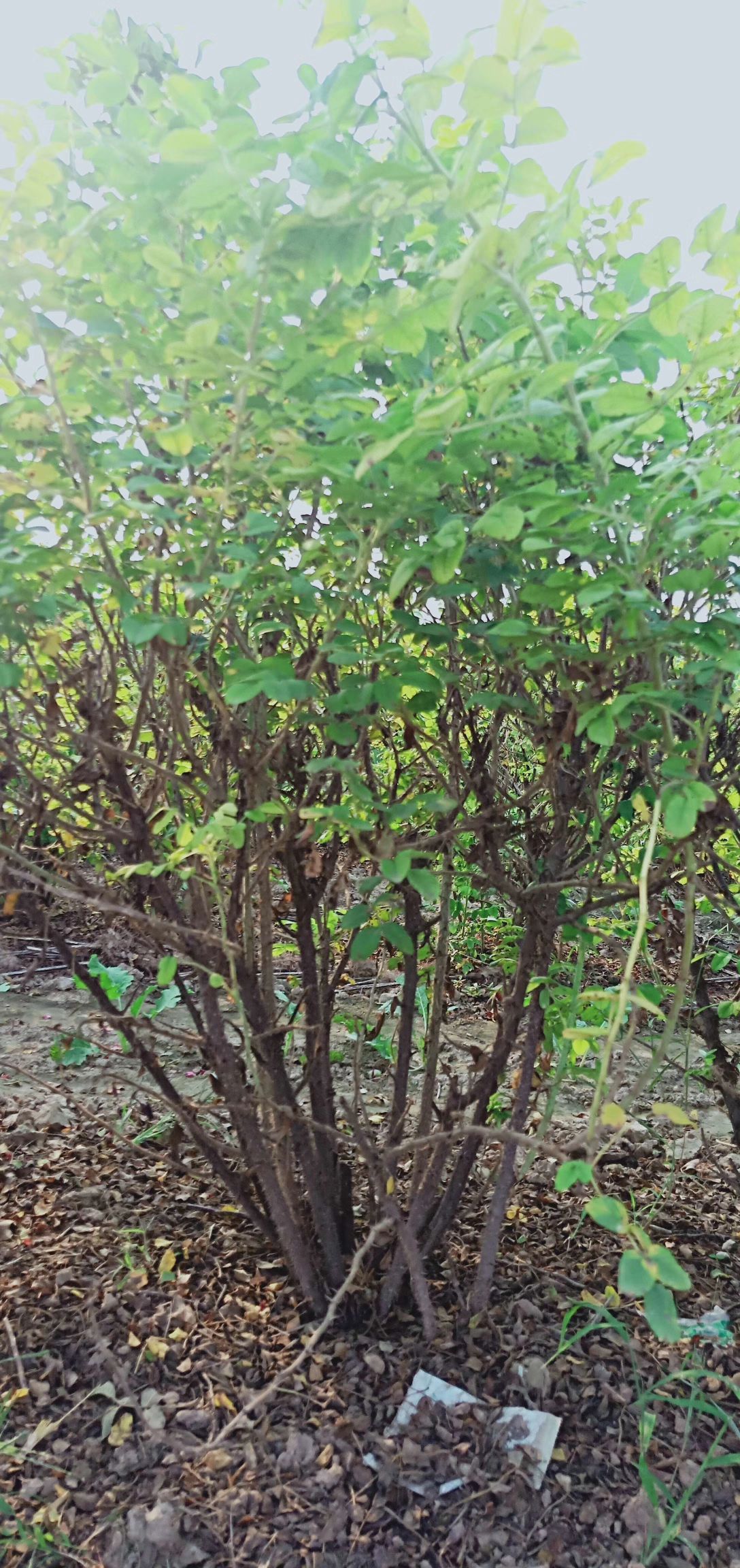 食用玫瑰丰花一号  大颗苗