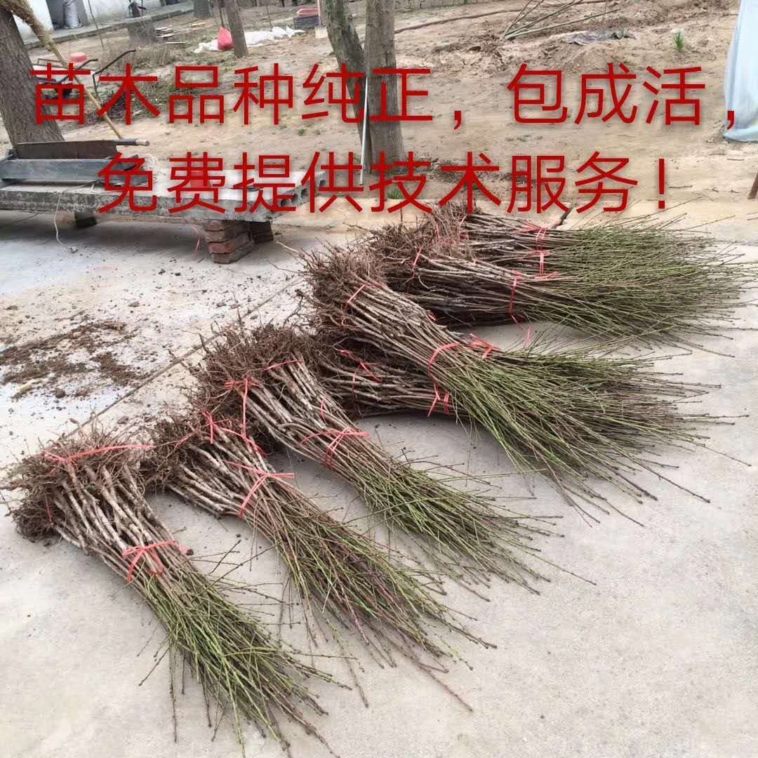 黄金冠黄桃苗 1~1.5米 