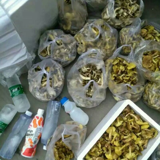 西昌市干牛肝菌 箱装 半年