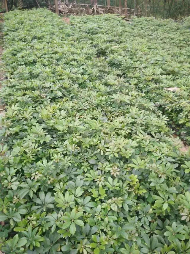 鸭脚木 袋苗 福建 基地 批发