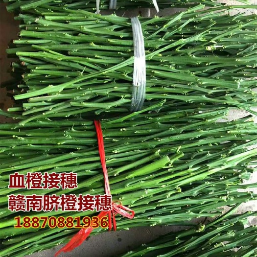 上犹县塔罗科血橙8号苗 嫁接苗 0.35~0.5米