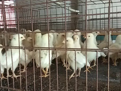 泊头市青年鸡 2斤以下 母