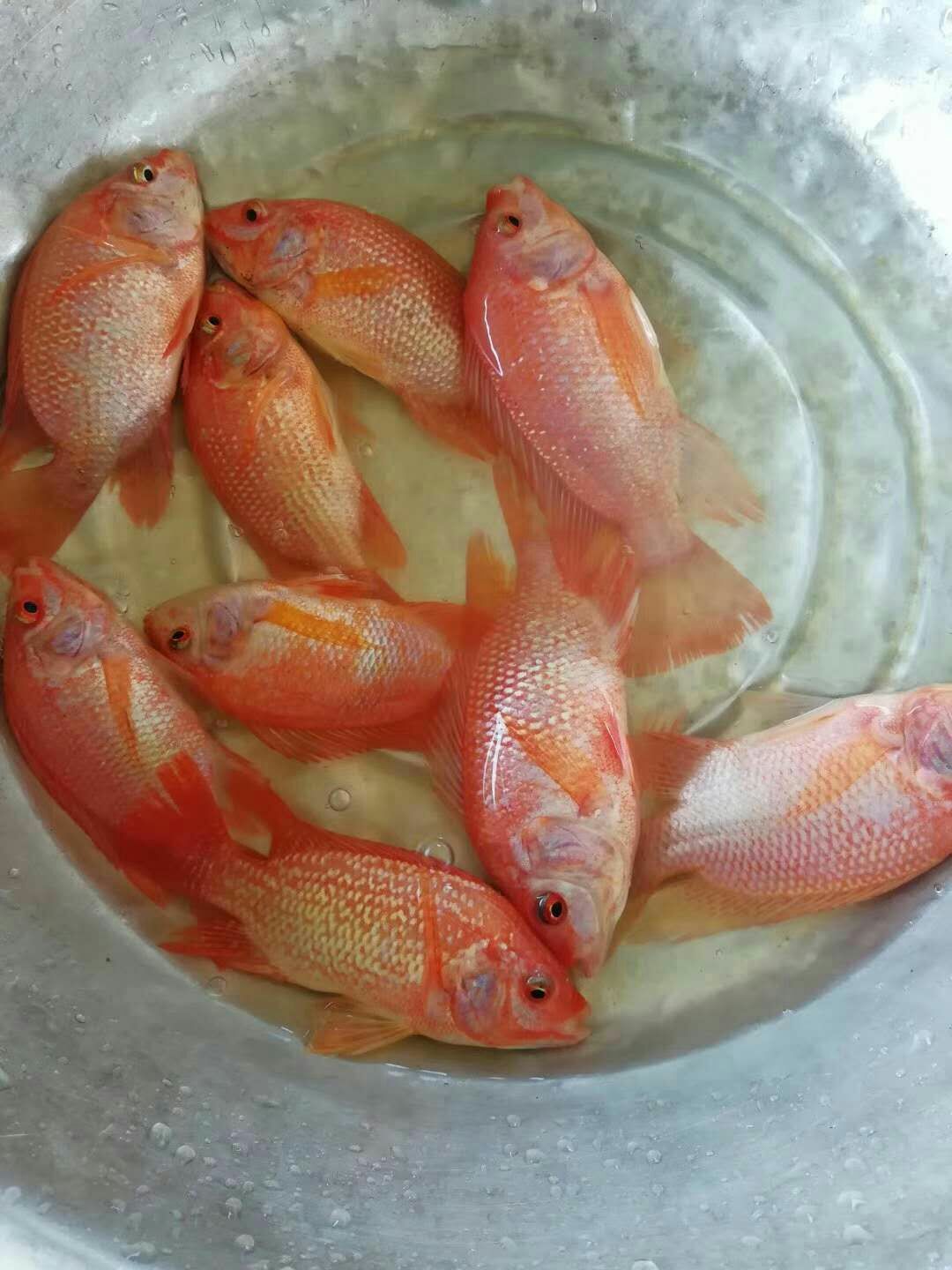 红罗非鱼苗 彩虹鲷：炮文红，