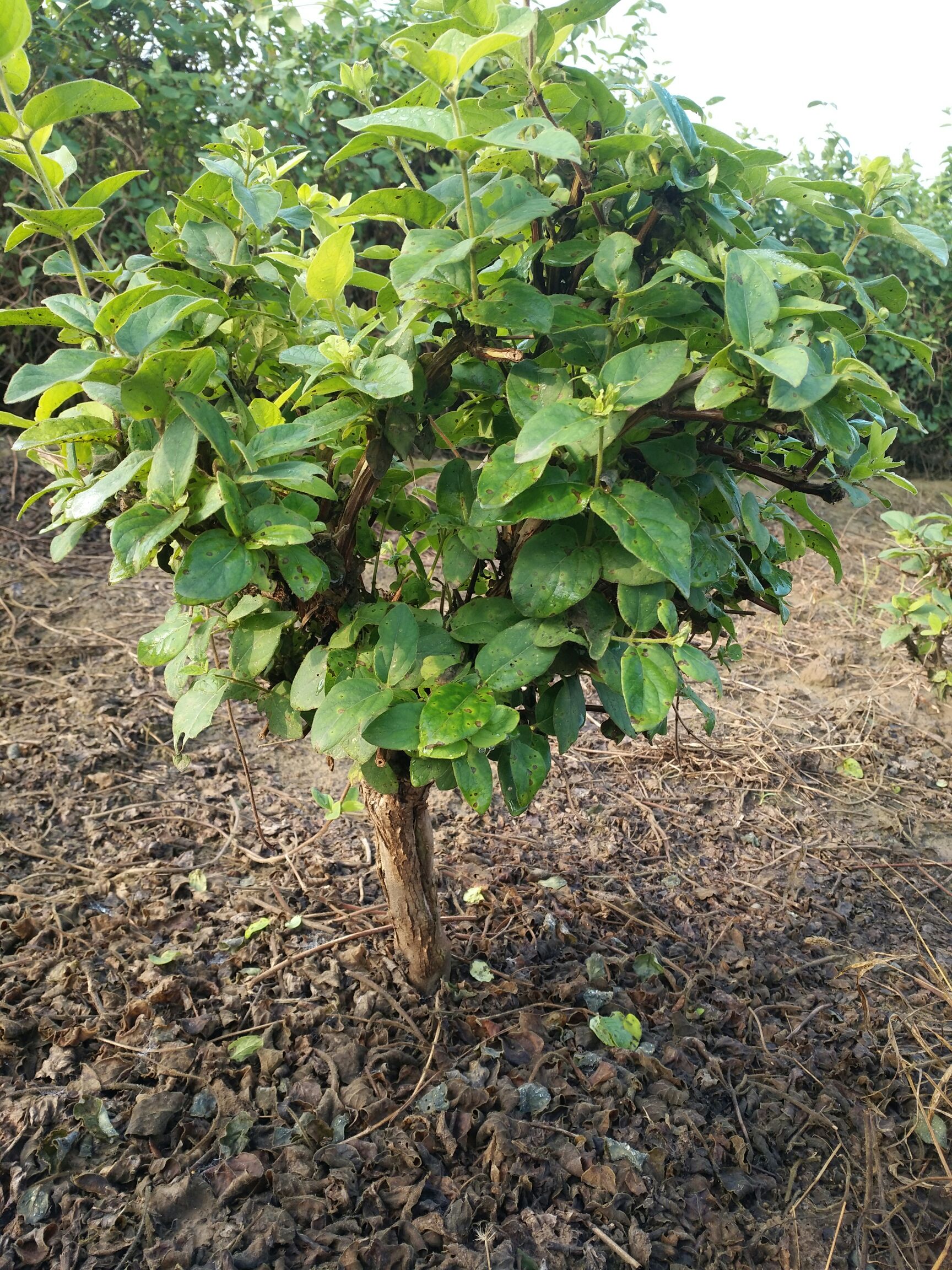 树形金银花 包回收