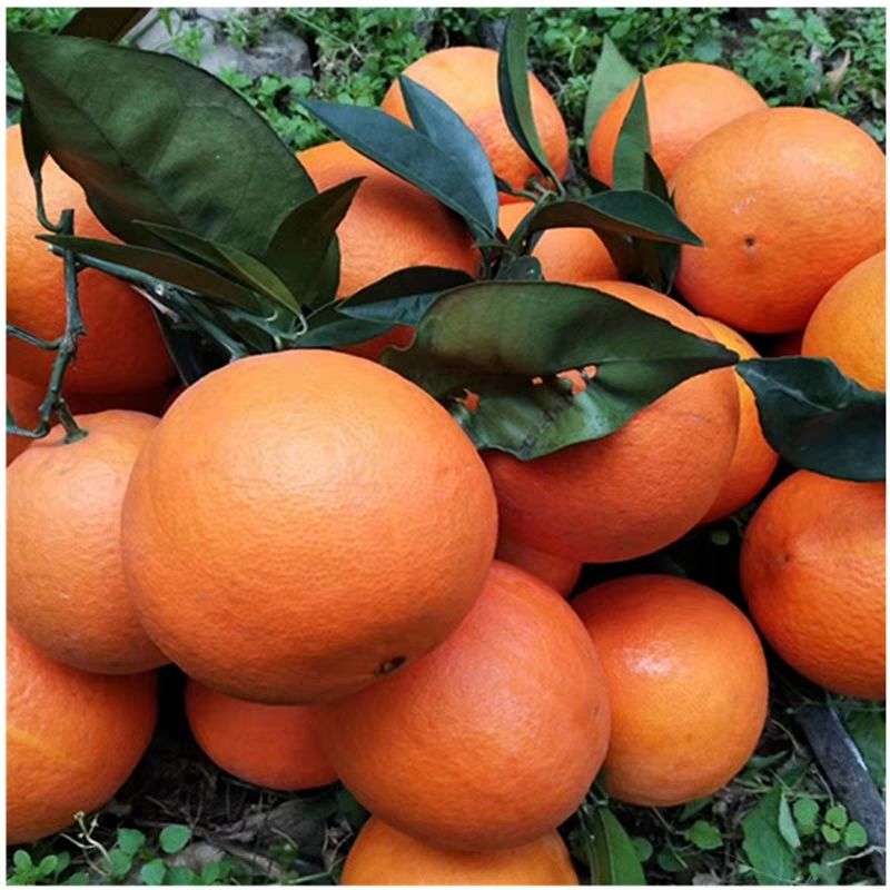 纽荷尔脐橙  4-8两 65 - 70mm 