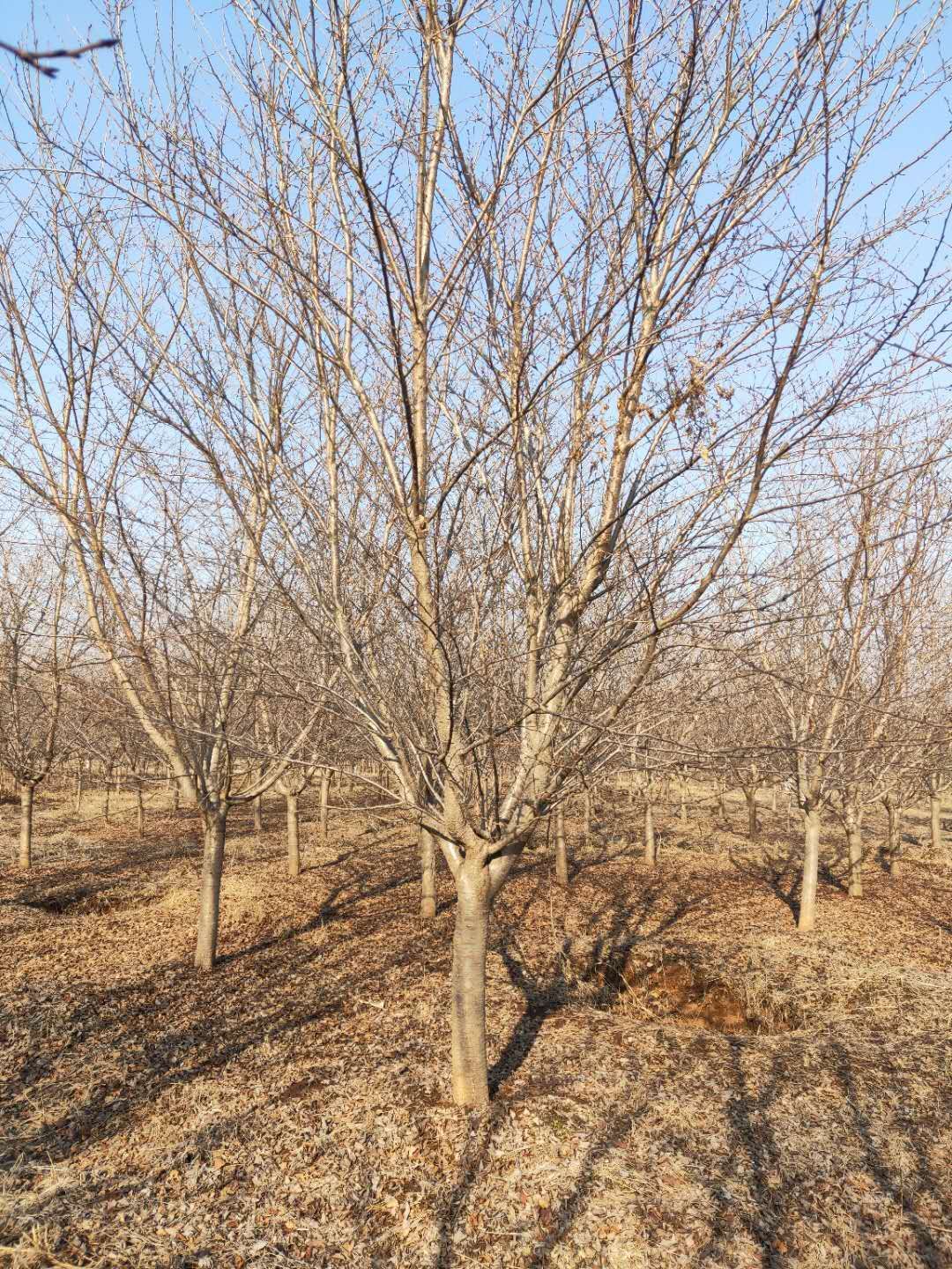 晚樱 10公分樱花 12公分晚樱