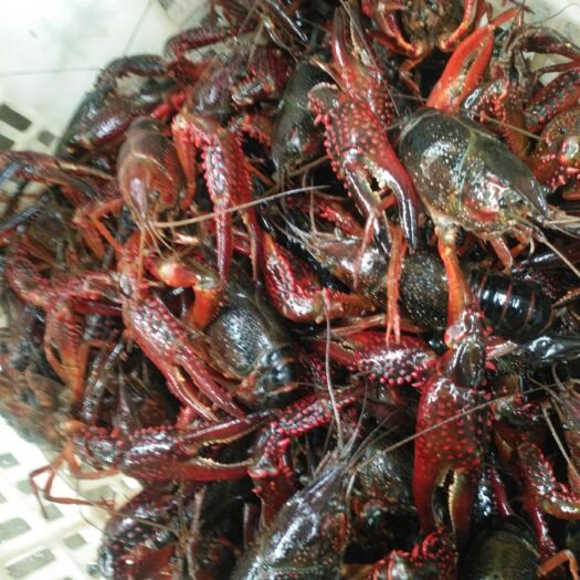 潜江市小龙虾  青虾 6-9