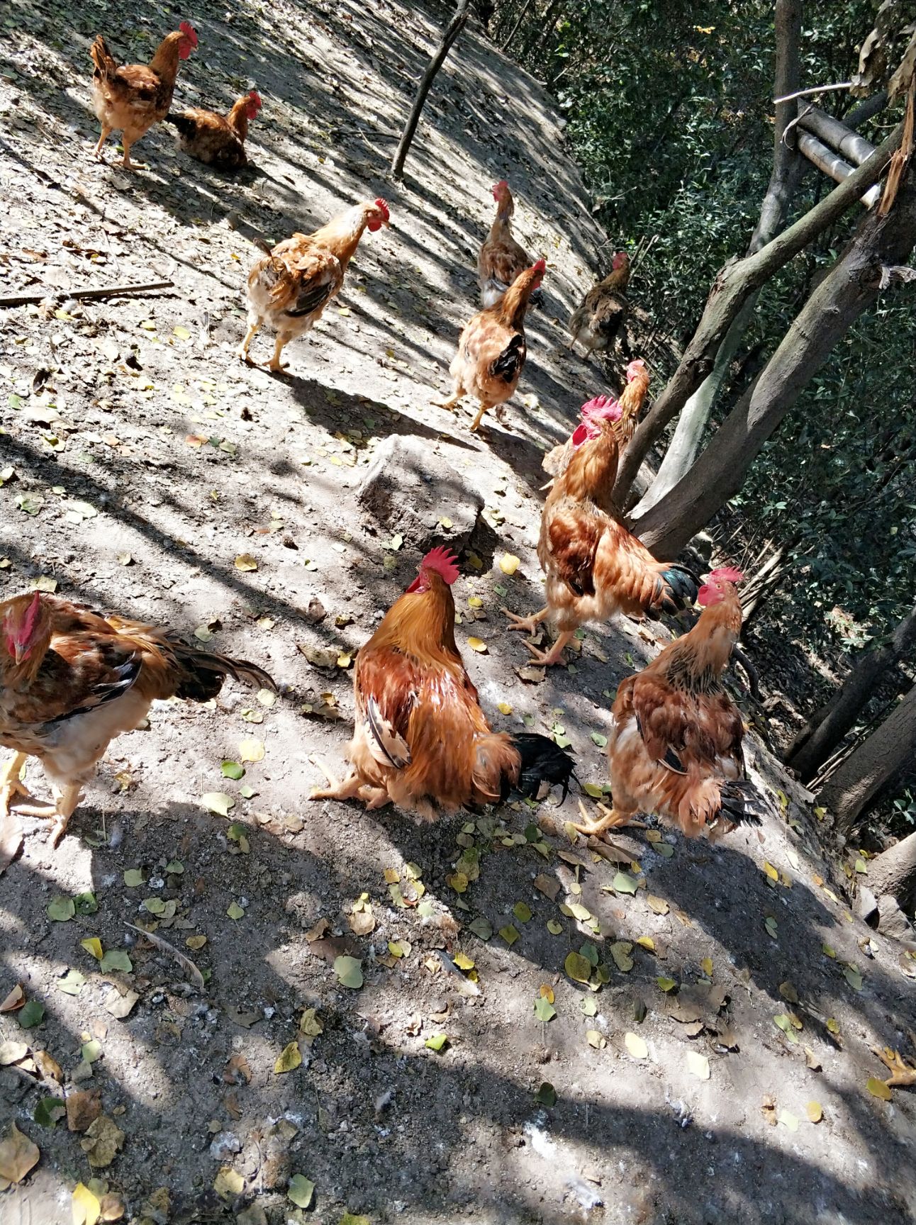 良凤肉鸡 7-8斤 公 