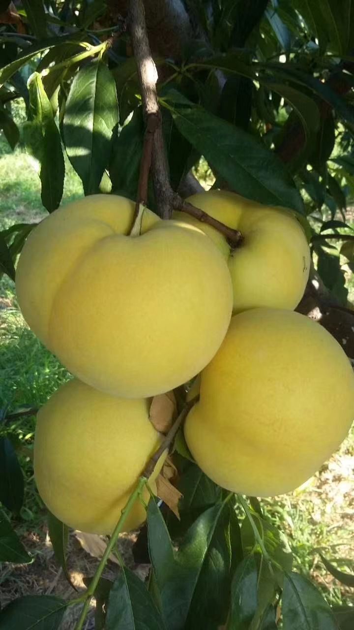 黄桃1号 55mm以上 4两以上