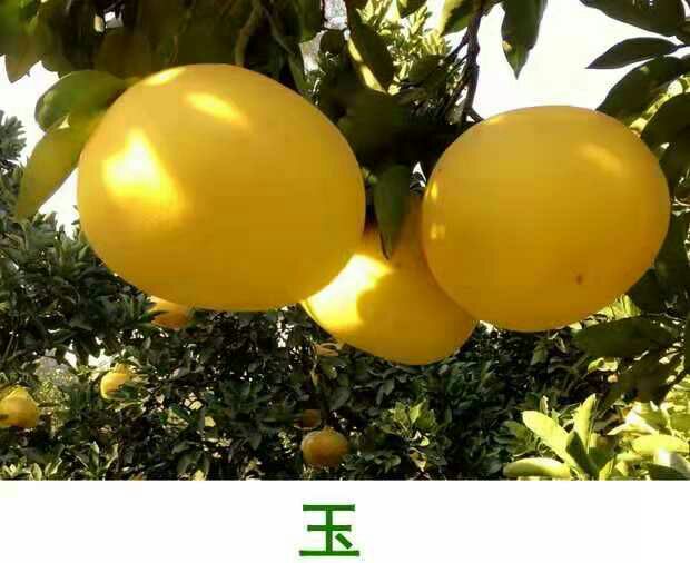 玉环柚 2.5斤以上