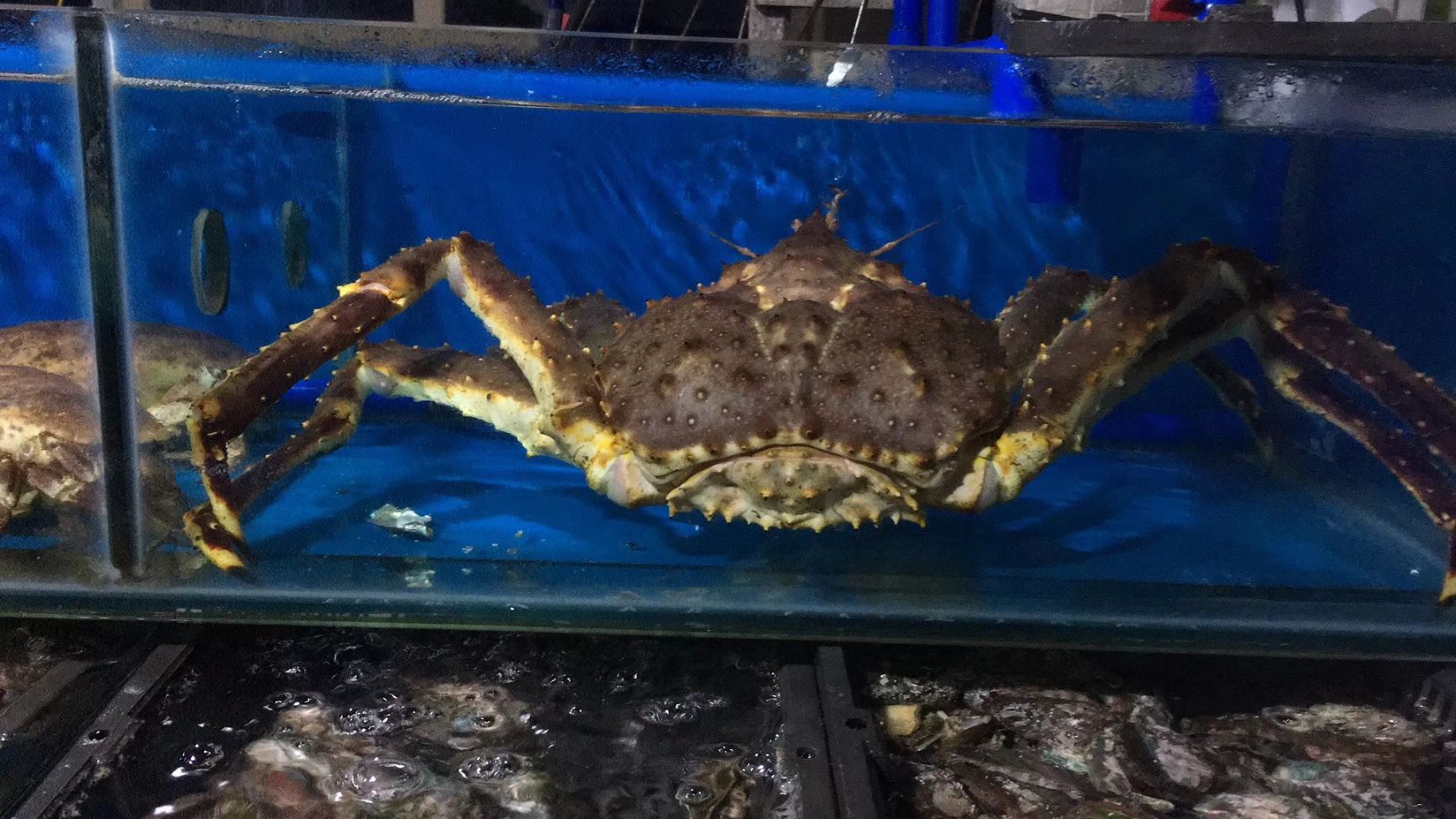 珍珠龙胆石斑鱼 人工养殖 1-1.5公斤 