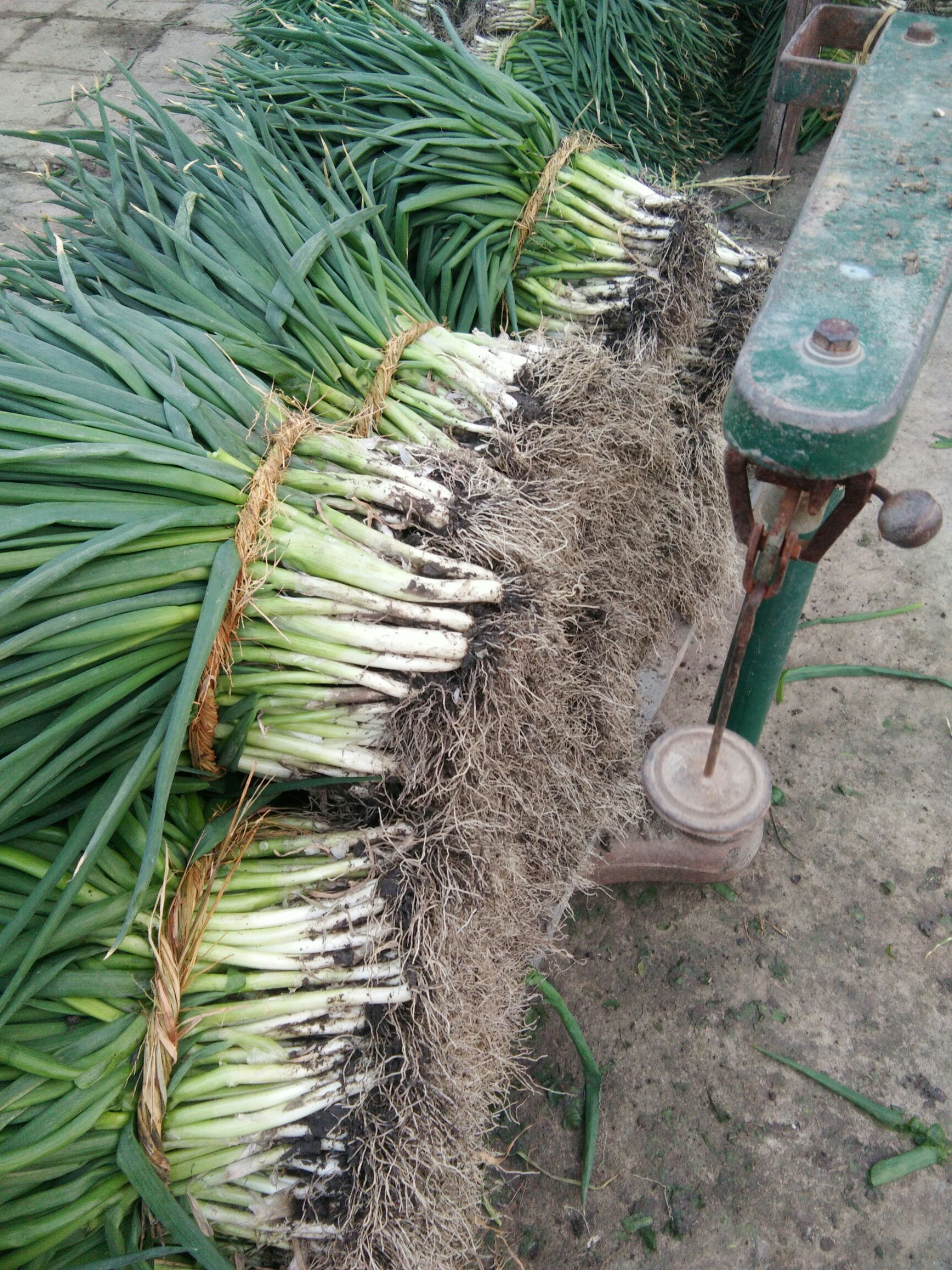 大葱 江苏省泰州市兴化市 毛葱