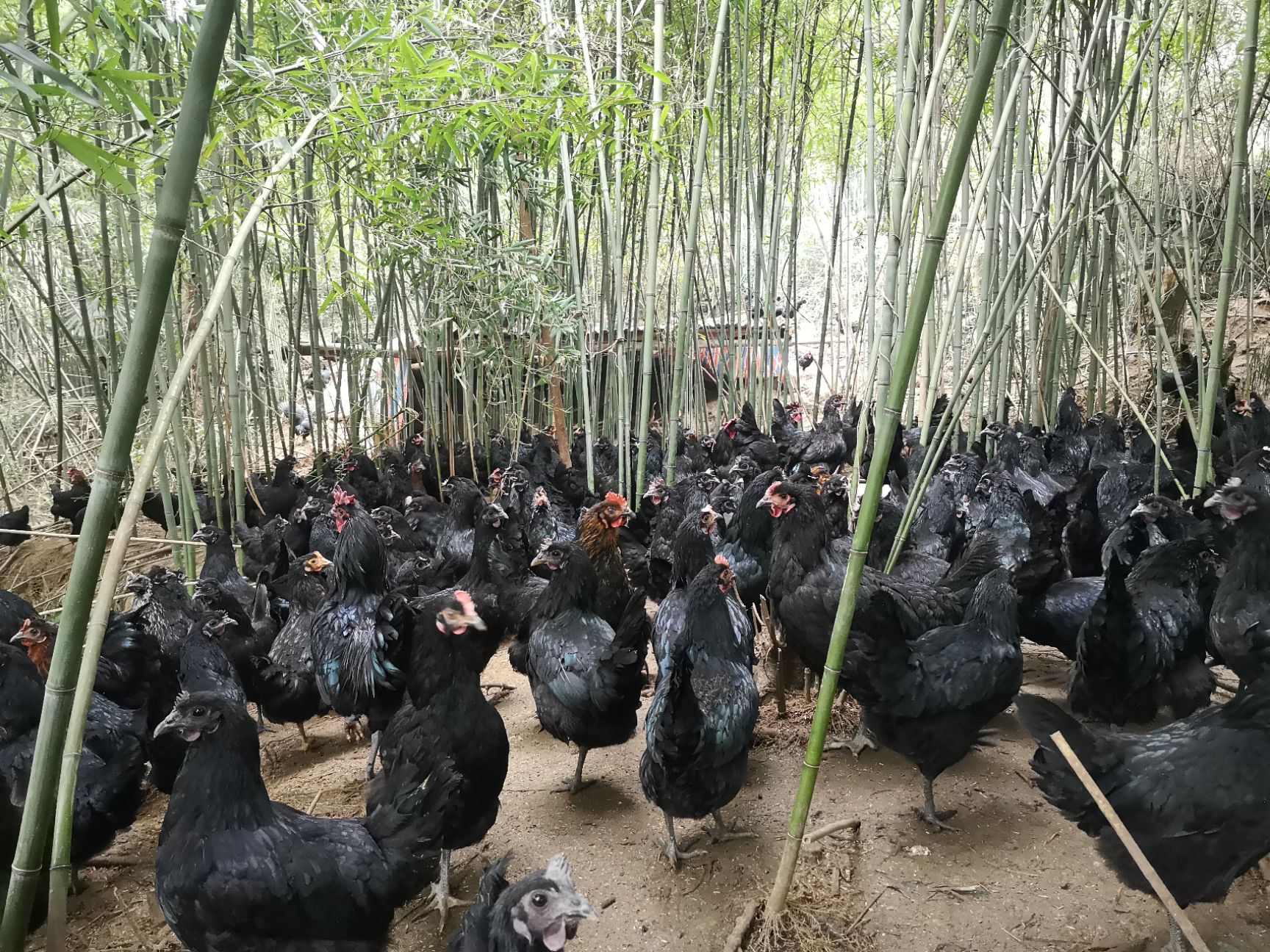绿壳鸡蛋 农家粮食散养绿壳蛋