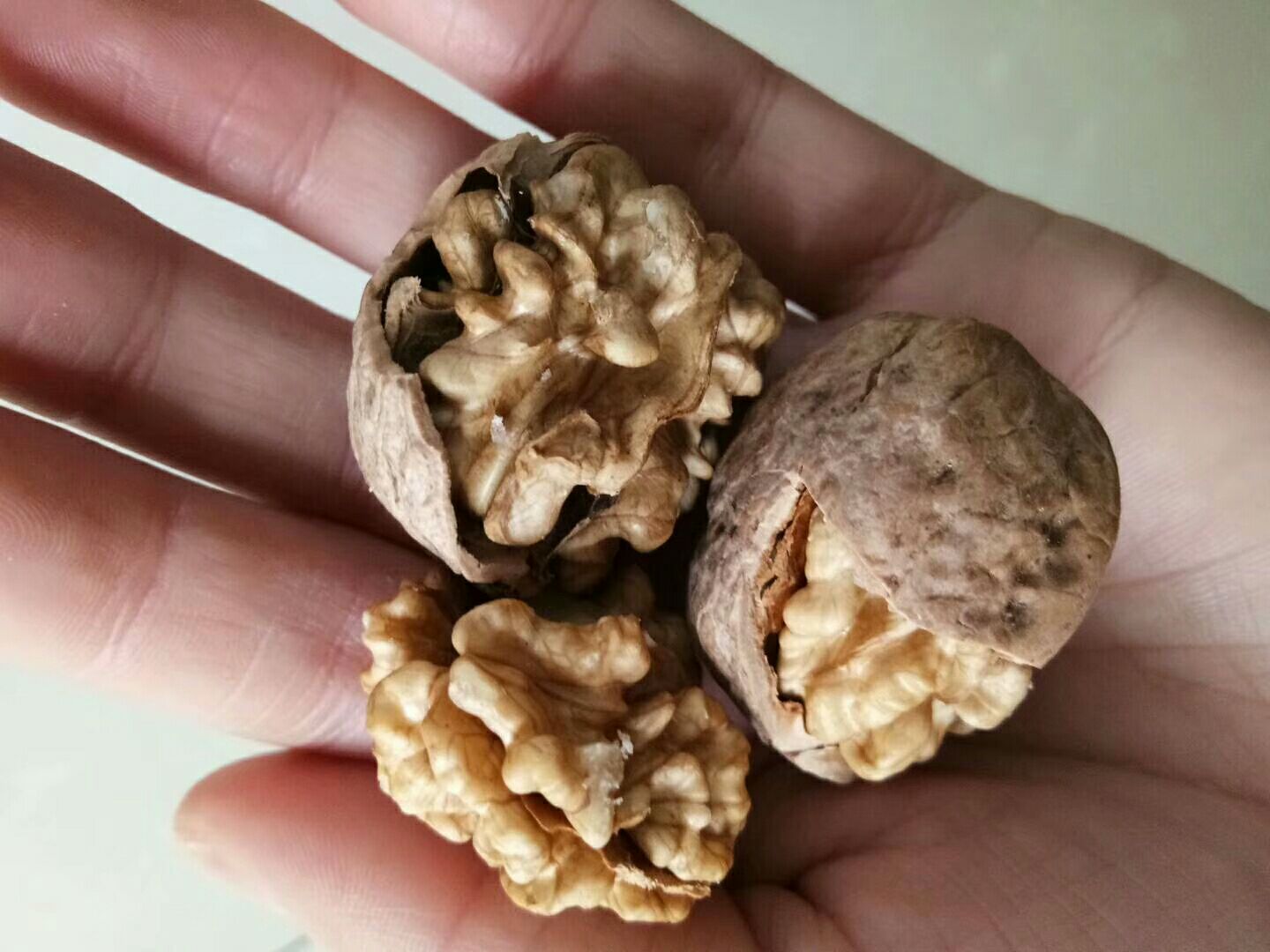 薄皮核桃 
