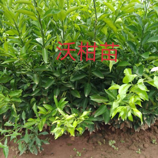 沃柑苗 嫁接苗 0.2~0.35米 