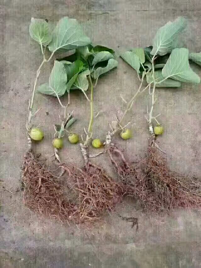 脐红猕猴桃苗  嫁接苗 批发零售价格便宜