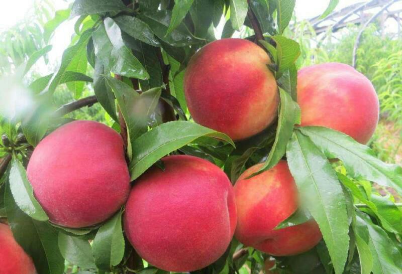 红不软桃苗 0.5~1米 