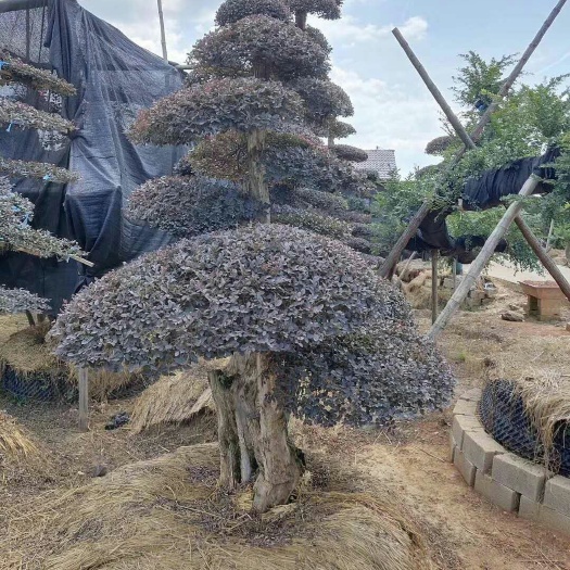 浏阳市造型红继木桩