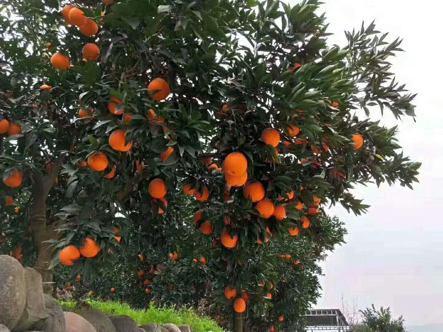 纽荷尔脐橙  4-8两 65 - 70mm 