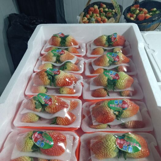 长丰县红颜草莓 长丰红颜，青果，红果，味正，欢迎广大客商联系，量大长期代办