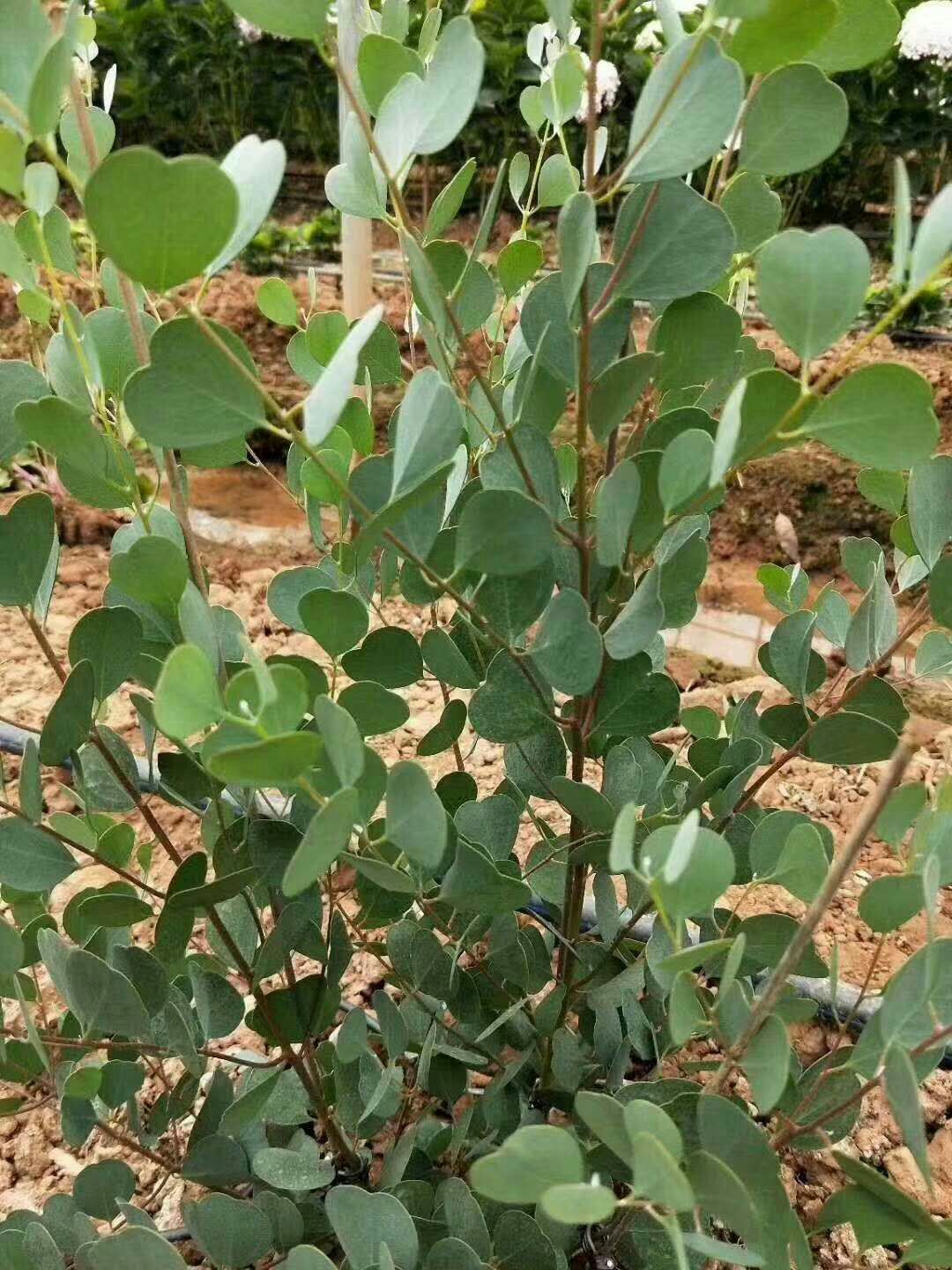 多花桉 0.5米以下 