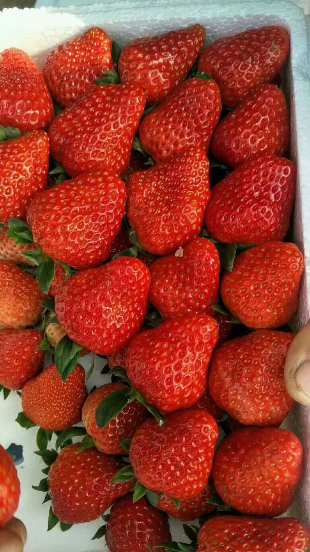 红颜草莓  九九草莓 30克以上