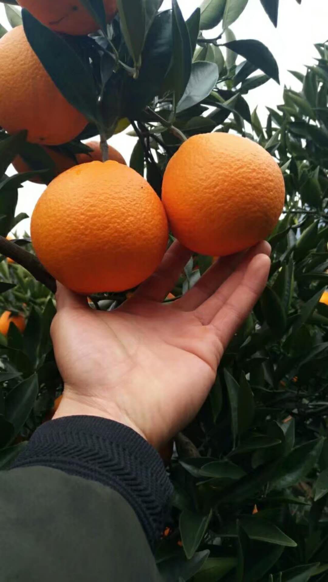兴山脐橙 65 - 70mm 4-8两 