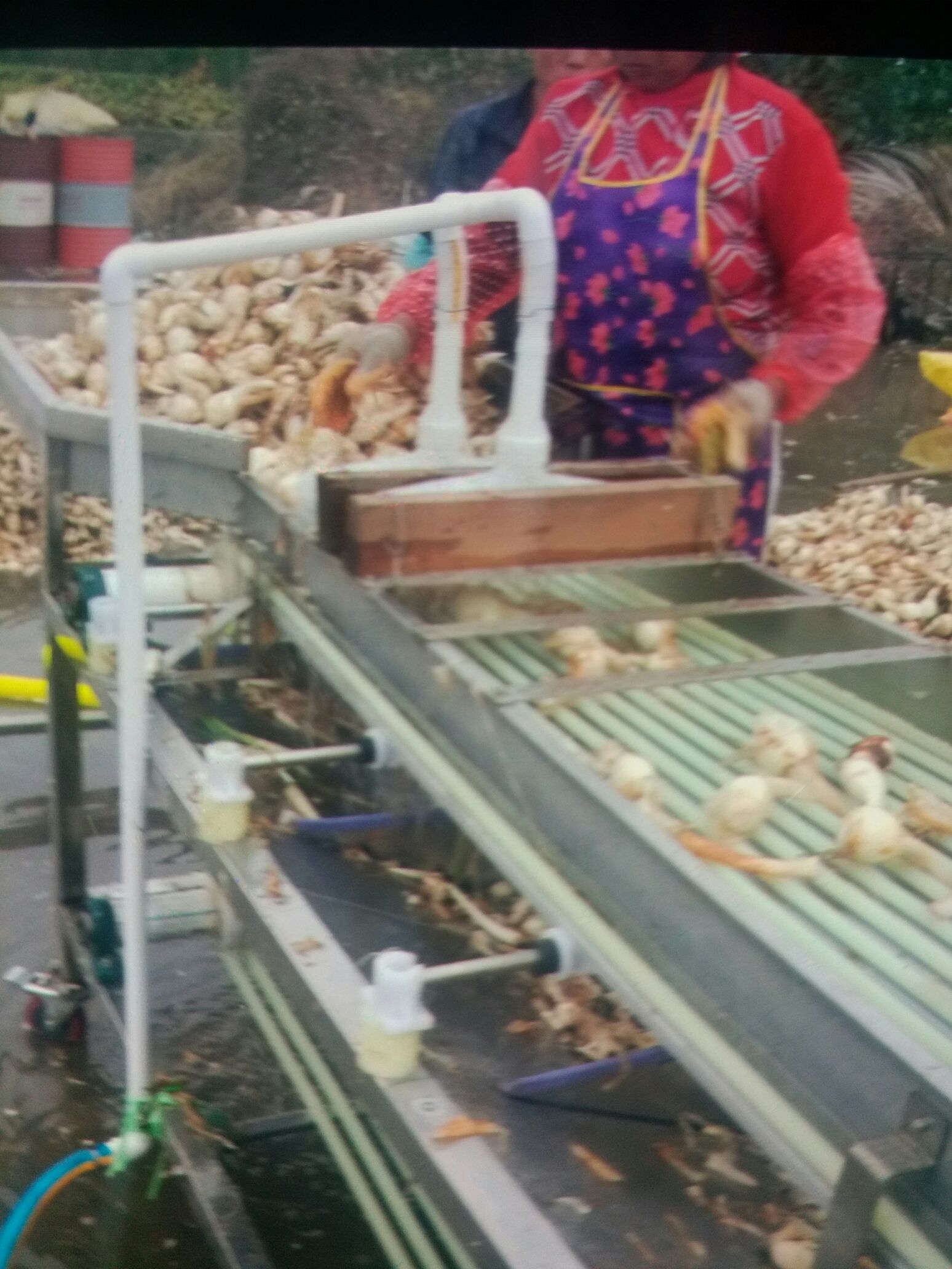 白肉慈菇 70g以上 