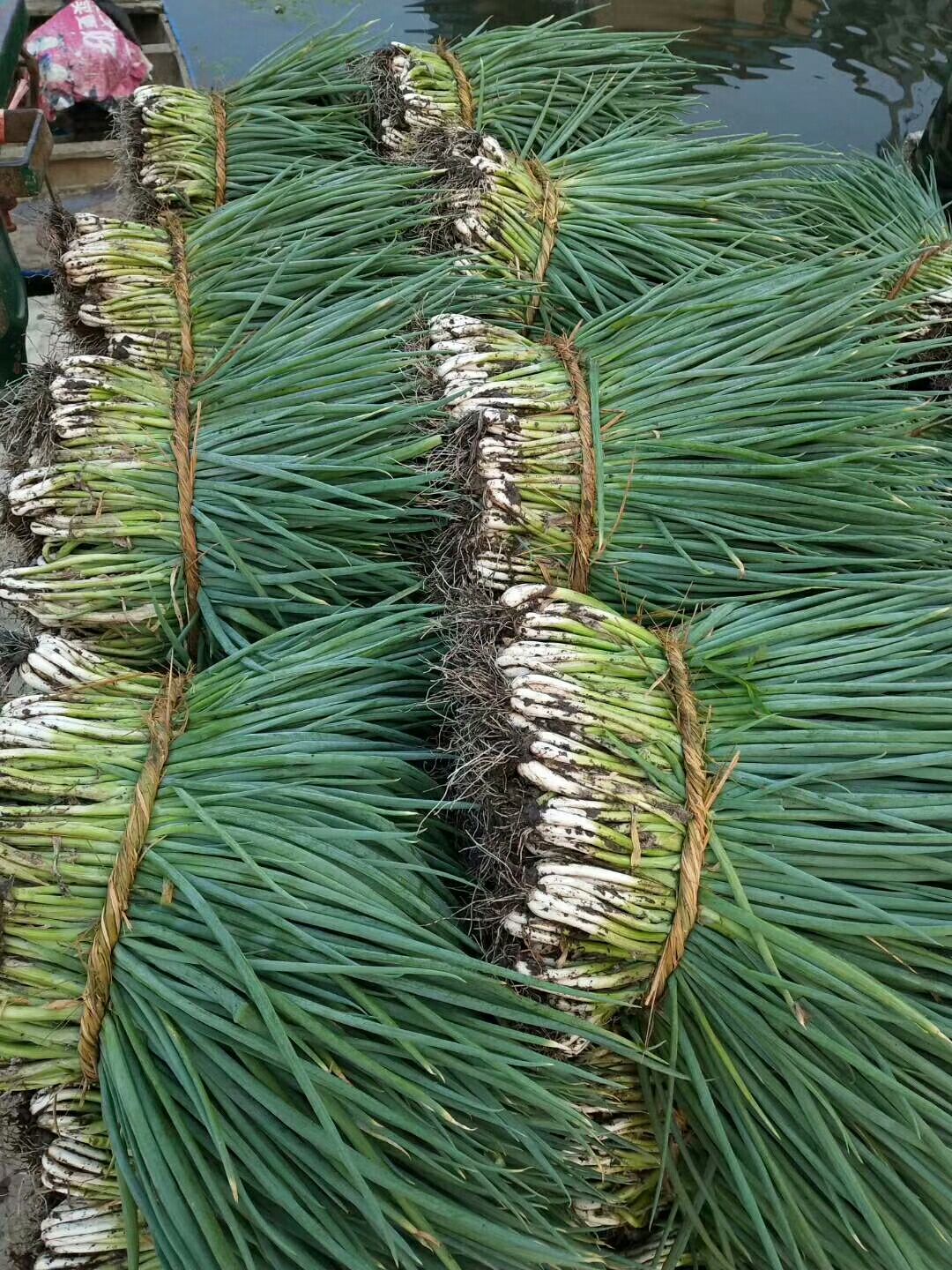 分葱江苏省泰州市兴化市毛葱