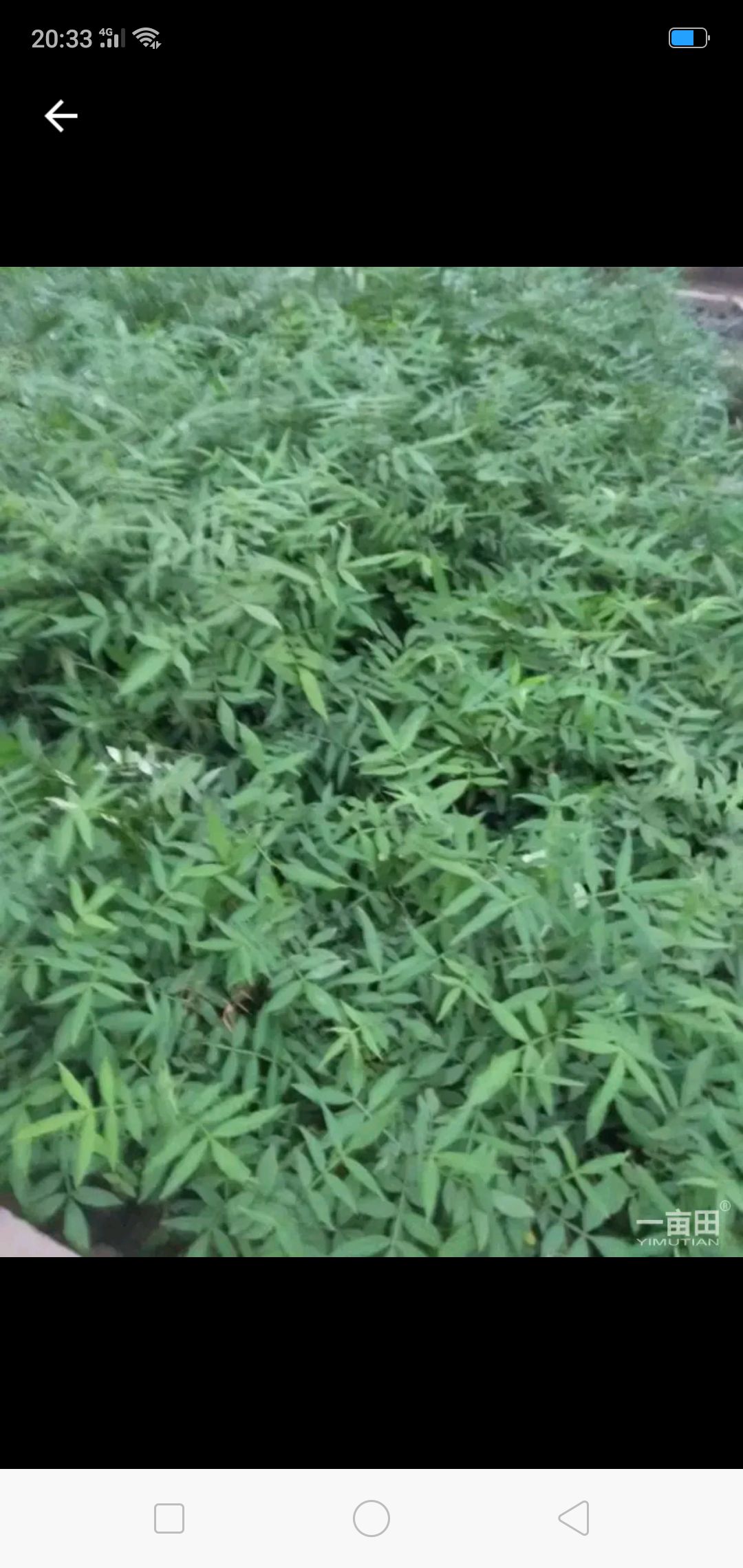 红富士苹果苗 0.5~1米