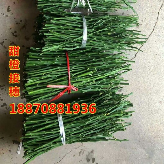 上犹县纽荷尔脐橙枝条 10~15cm