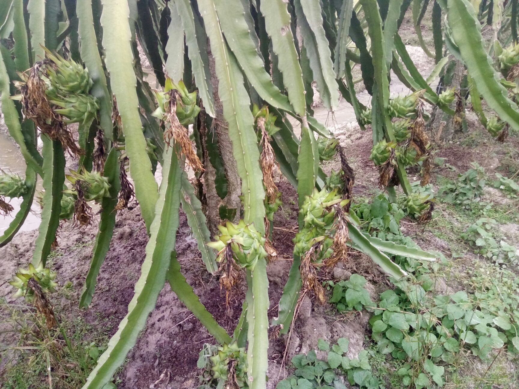 红水晶火龙果苗 本品种超级甜，甜度28以上，不用人工受粉，强抗病抗菌抗溃疡