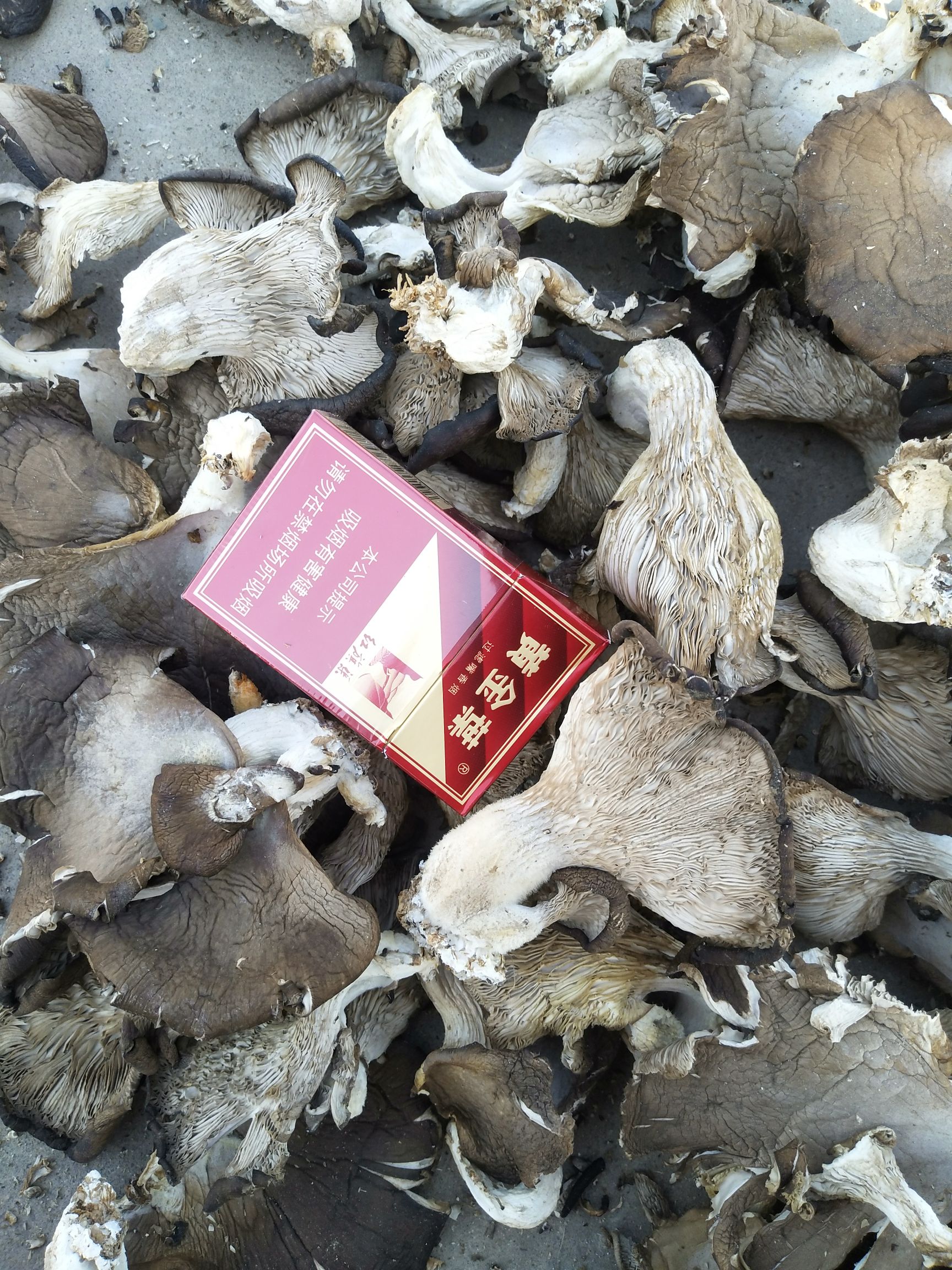 干平菇 散装 半年