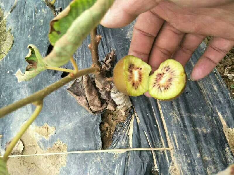 脐红猕猴桃苗  嫁接苗 批发零售价格便宜