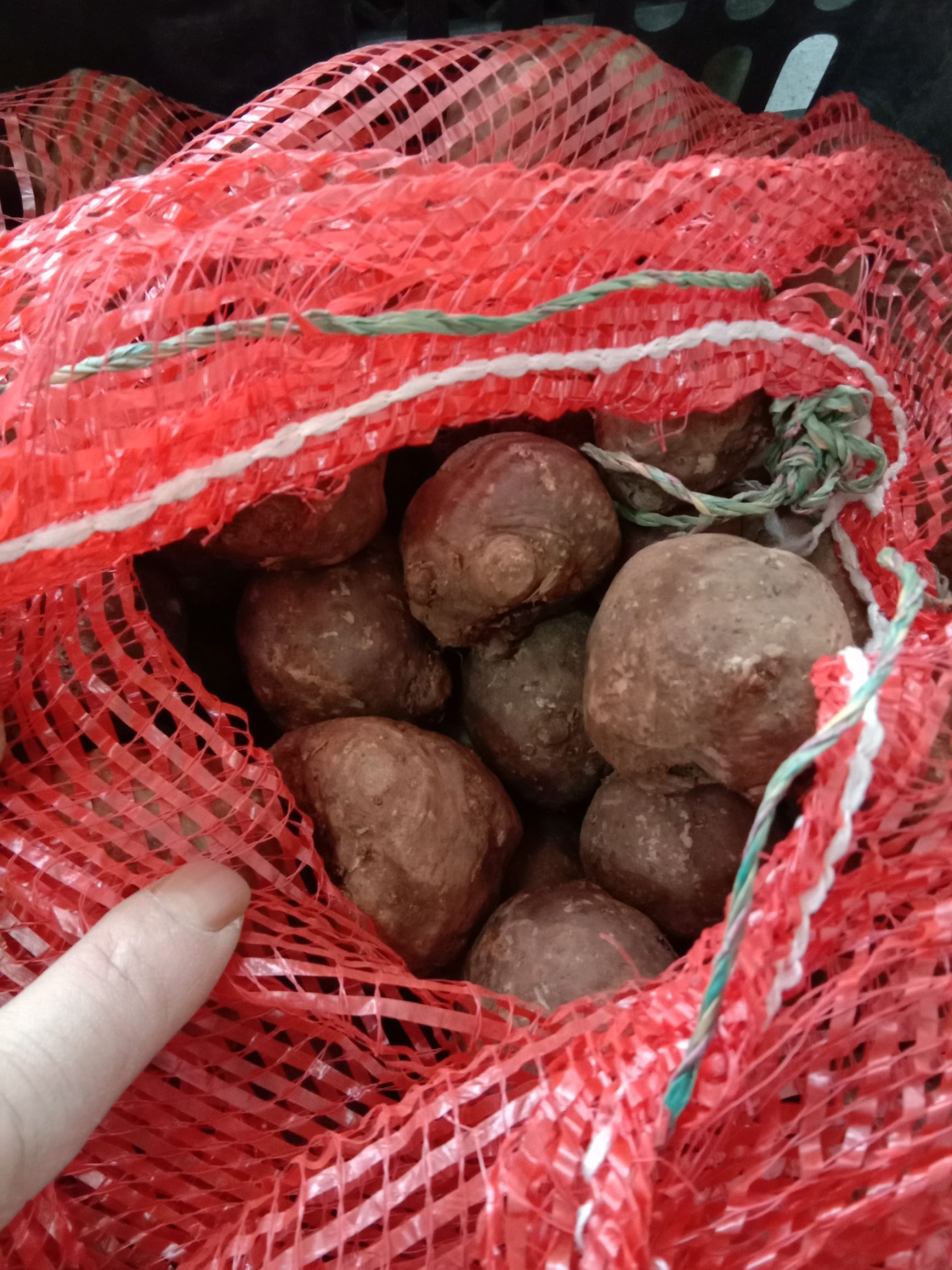  魔芋种，脱毒脱水30%以上