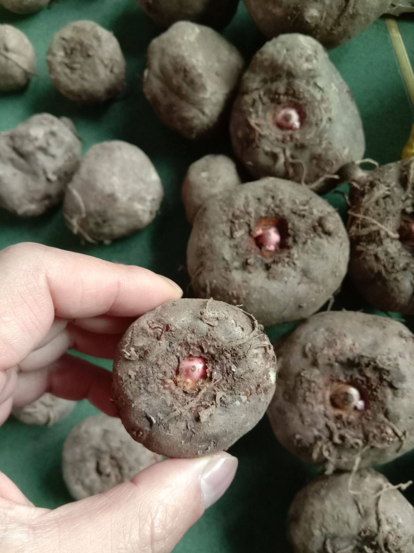  魔芋种，脱毒脱水30%以上