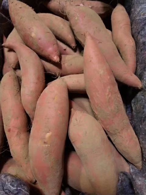 烟薯25 3两~6两 红皮