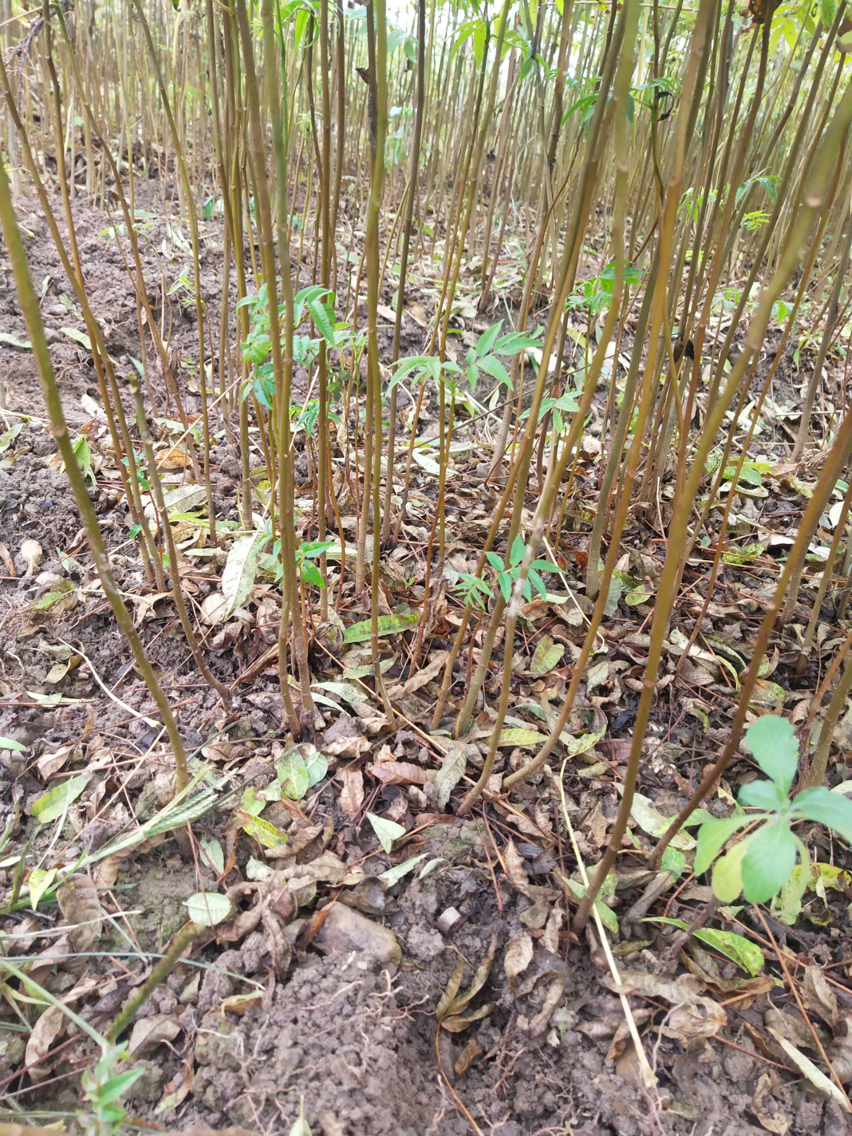 红香椿苗  红芽香椿苗  香椿苗 菜椿苗 100株起包邮