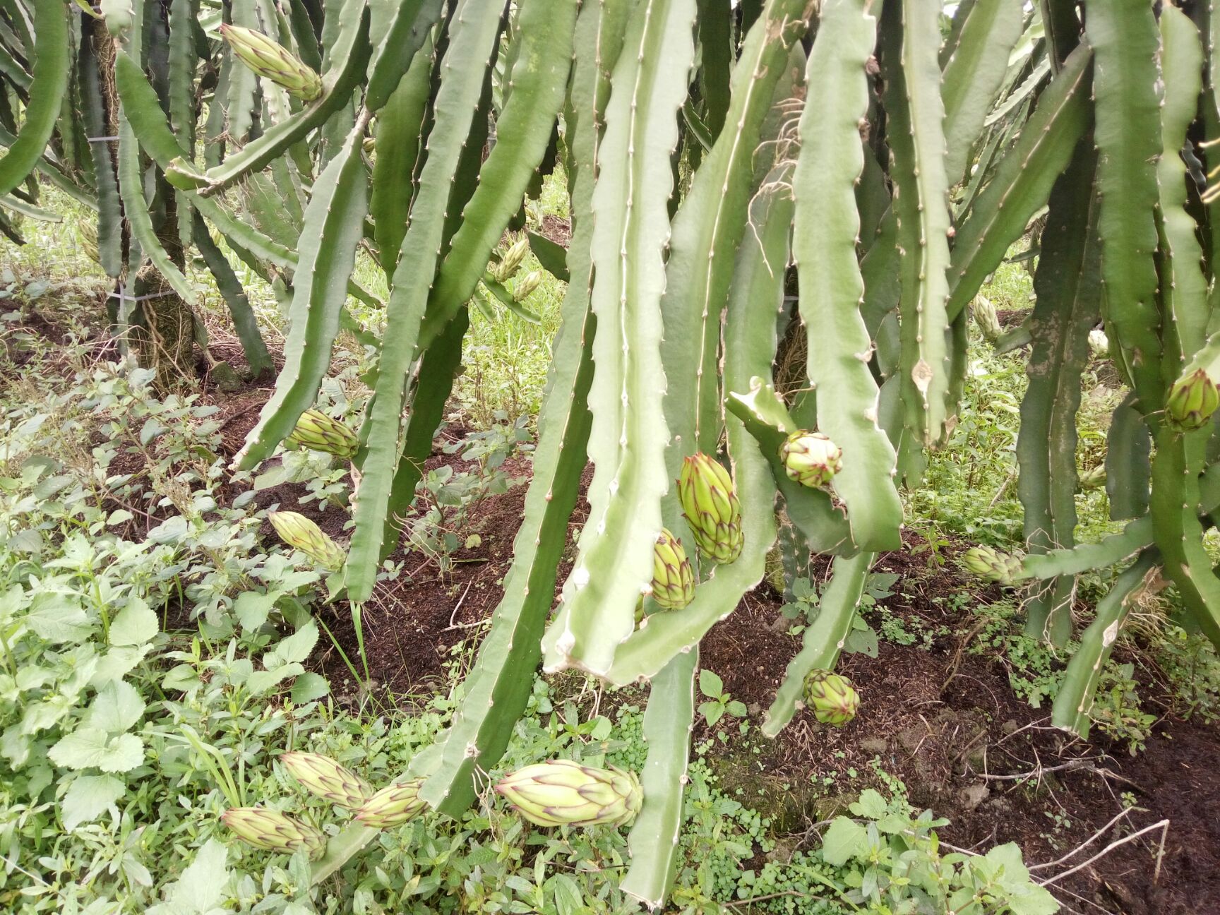 红水晶火龙果苗 本品种超级甜，甜度28以上，不用人工受粉，强抗病抗菌抗溃疡