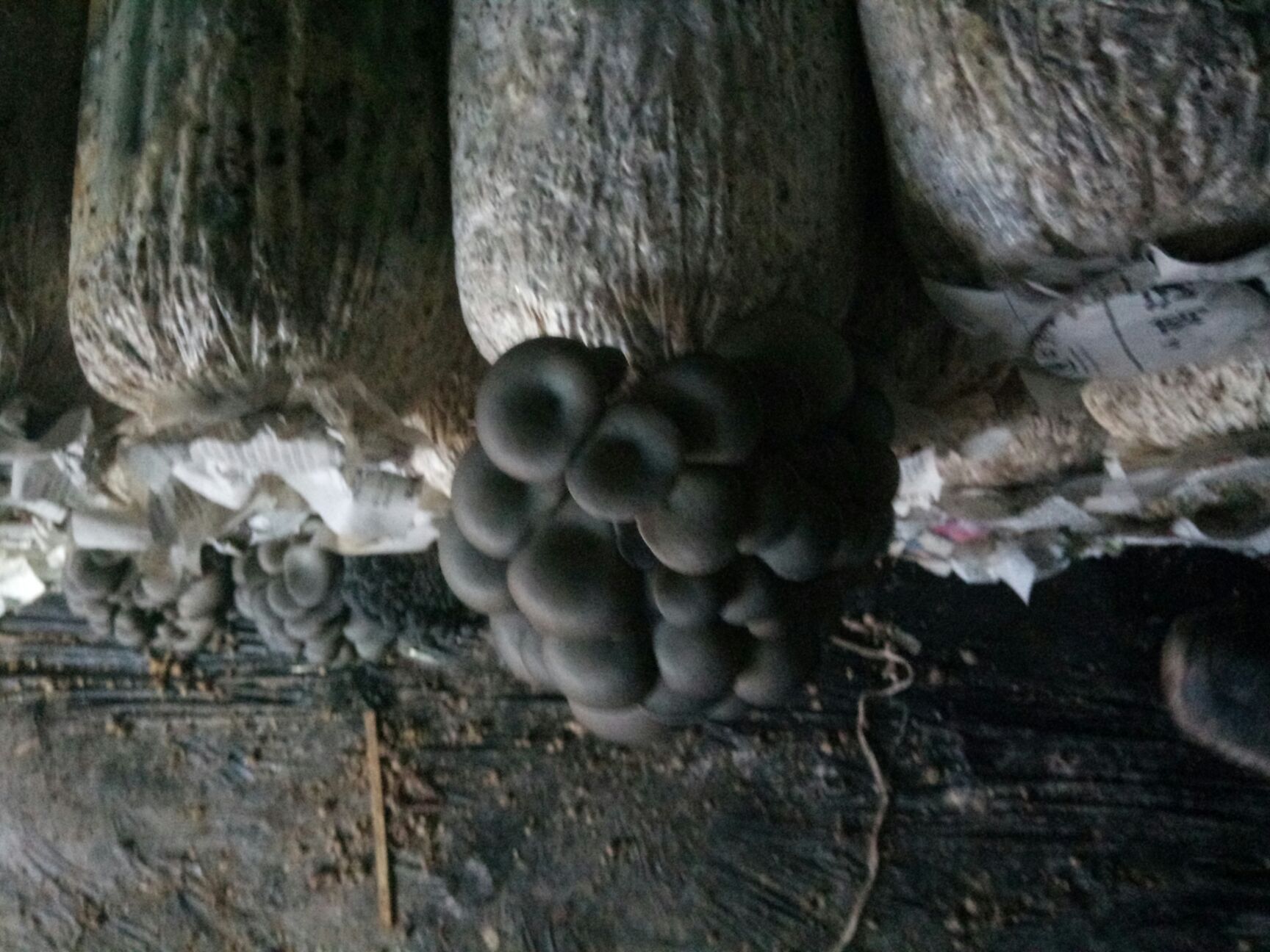 耐高温黑色平菇品种图片