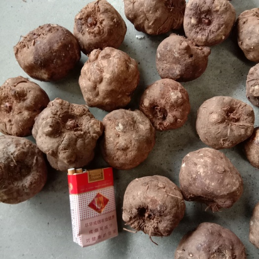 达州 魔芋种，脱毒脱水30%以上
