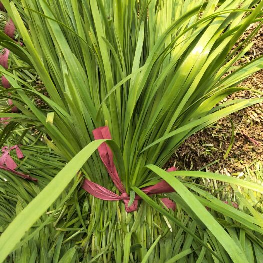 莘县791韭菜 头茬 20~30cm 