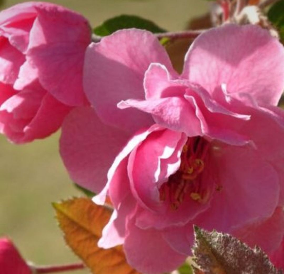  万亩海棠基地直销