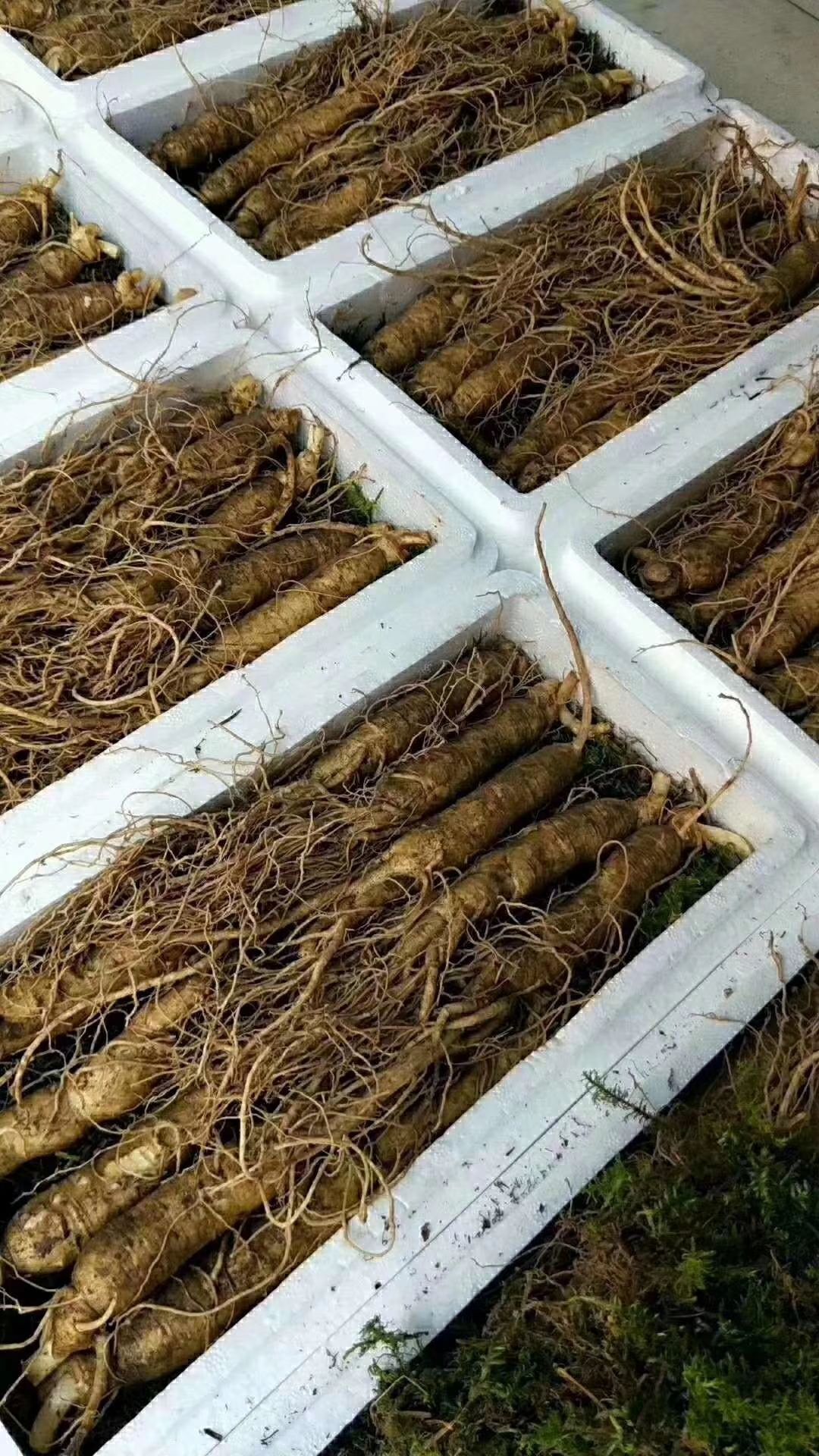 园参 鲜参 盒装 整根 15支每斤