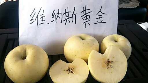 泰安维纳斯黄金苹果苗 0.5~1米