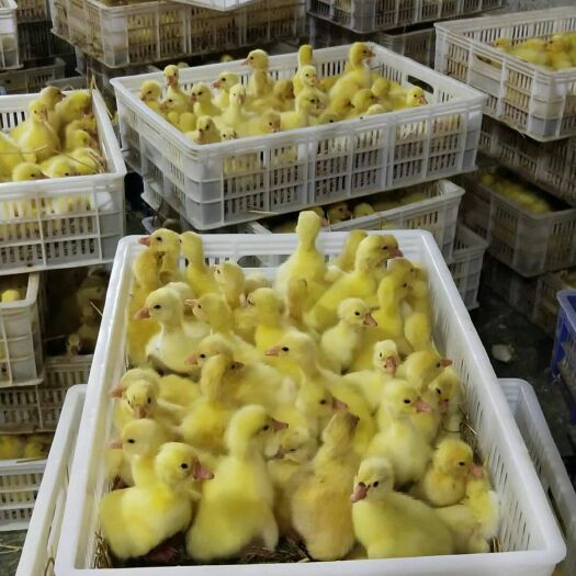郓城县大三花鹅 4斤以下 统货 半圈养半散养
